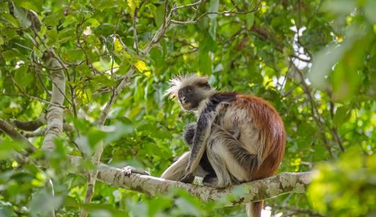 Nature & Taste of Zanzibar