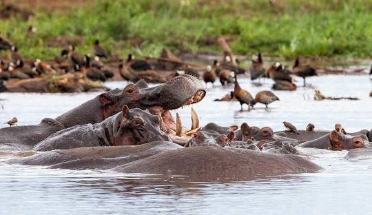lake-manyara