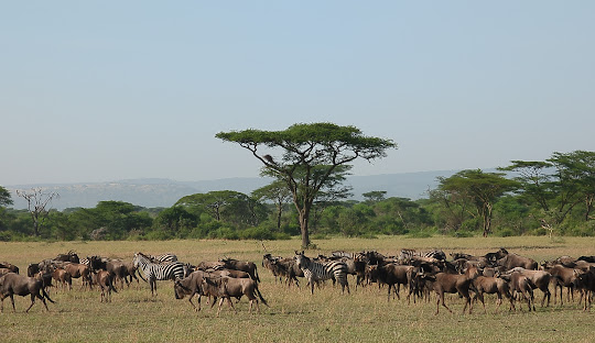 serengeti Tour